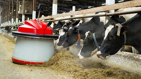 Digital Cowshed Feeding Robot